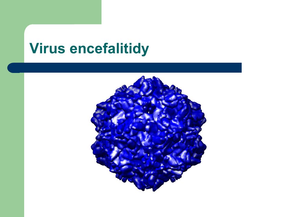 Virus encefalitidy