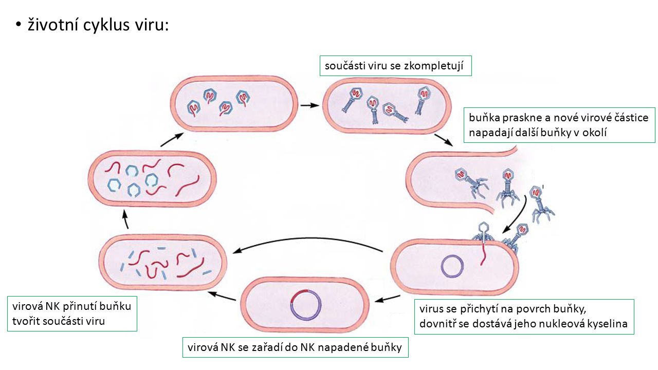 životní cyklus viru: součásti viru se zkompletují