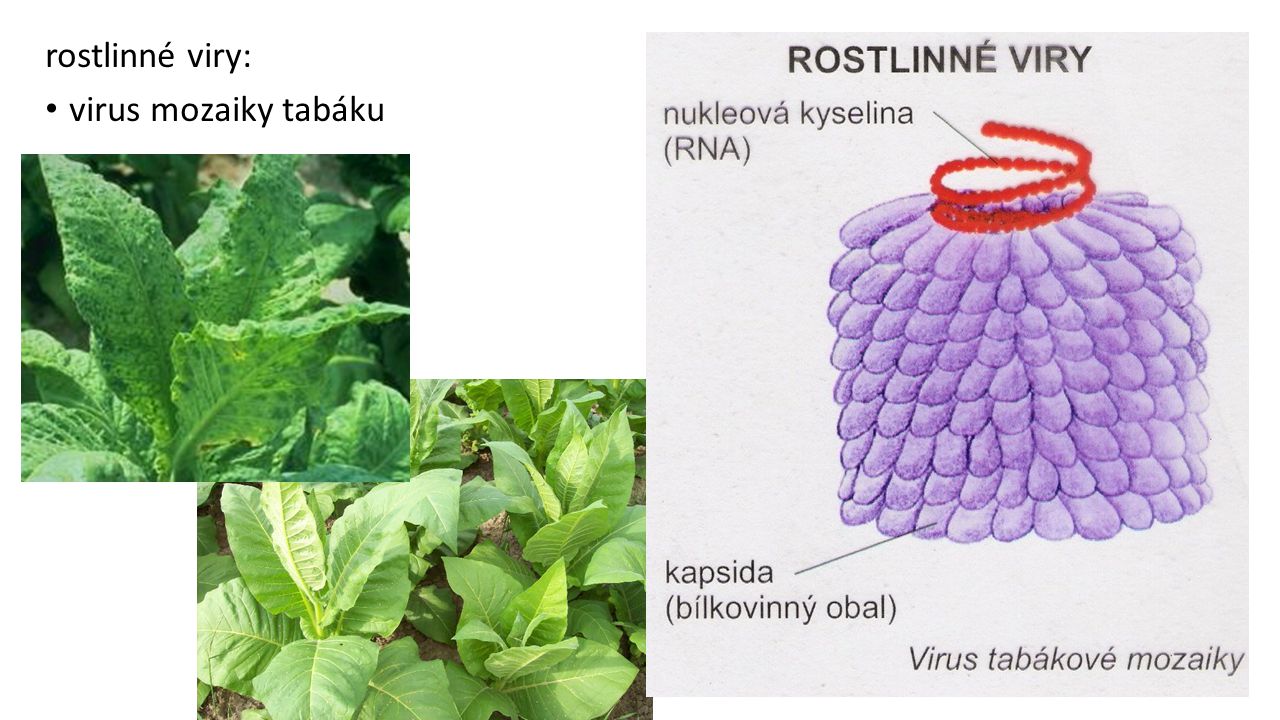 rostlinné viry: virus mozaiky tabáku