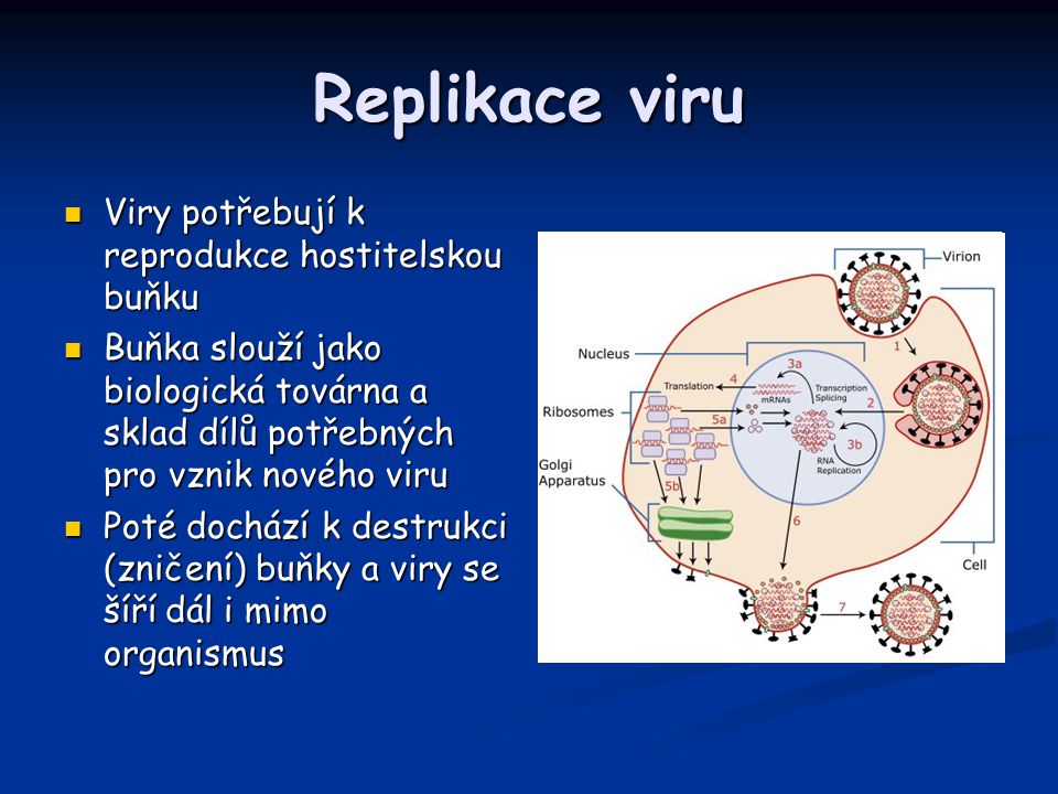 Replikace viru Viry potřebují k reprodukce hostitelskou buňku