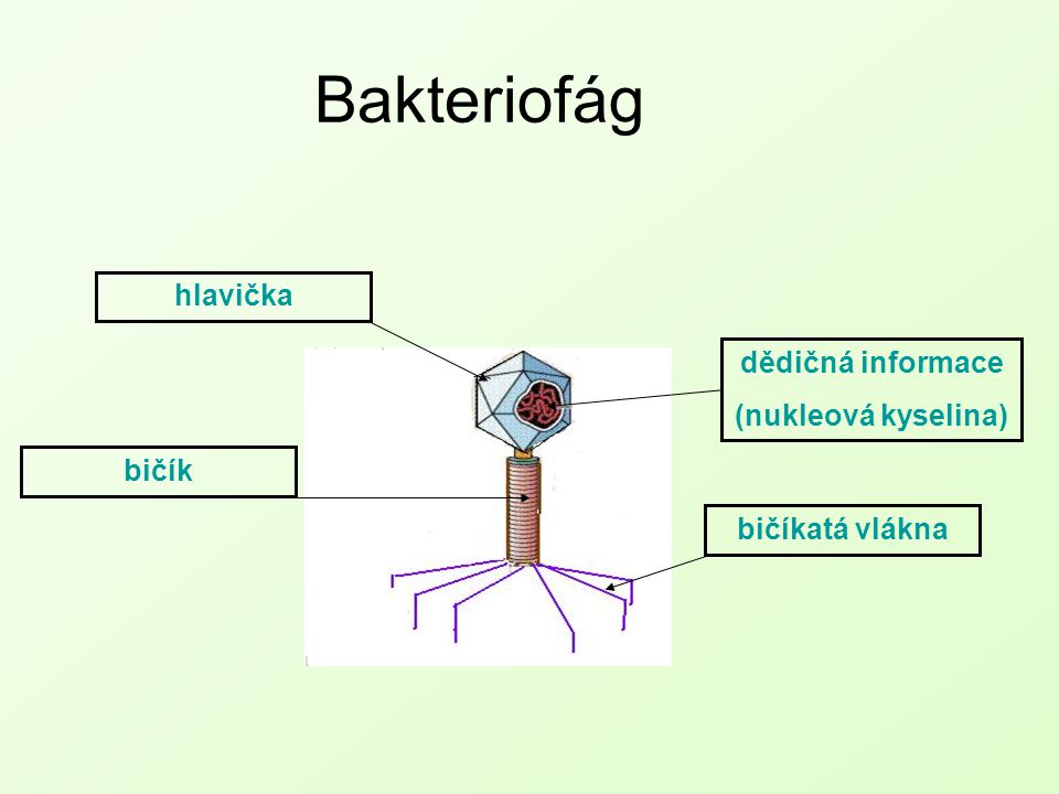 Bakteriofág hlavička dědičná informace (nukleová kyselina) bičík