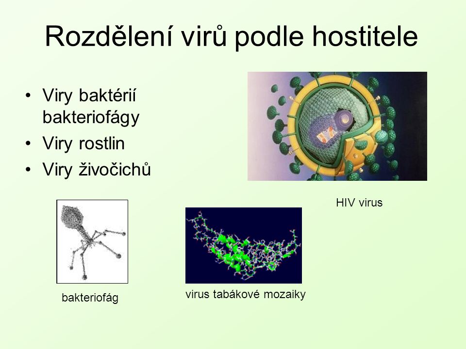 Rozdělení virů podle hostitele
