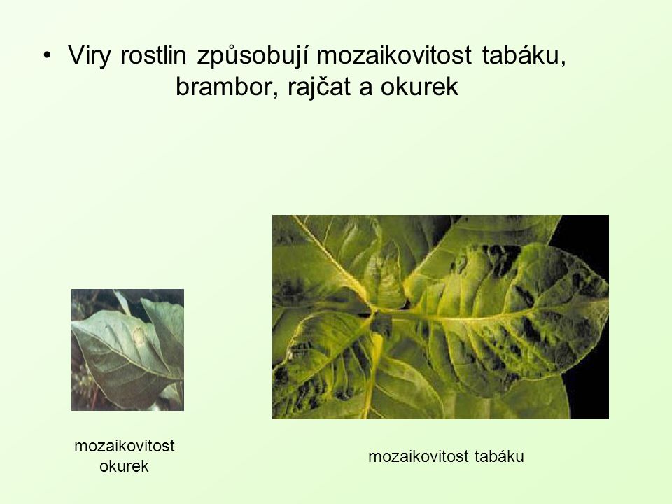 Viry rostlin způsobují mozaikovitost tabáku, brambor, rajčat a okurek