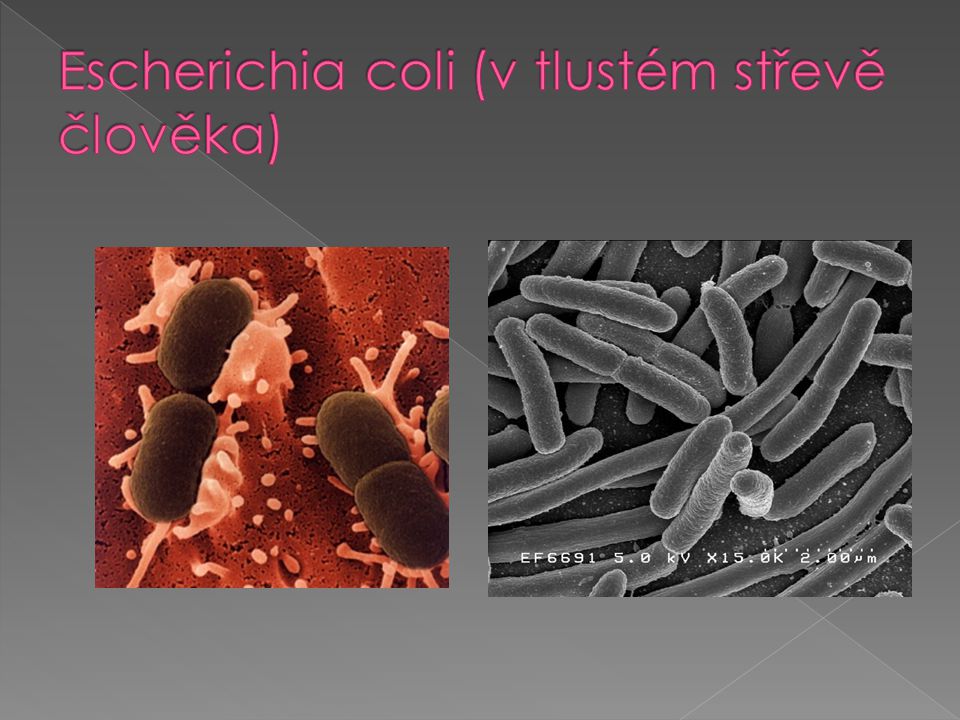 Escherichia coli (v tlustém střevě člověka)
