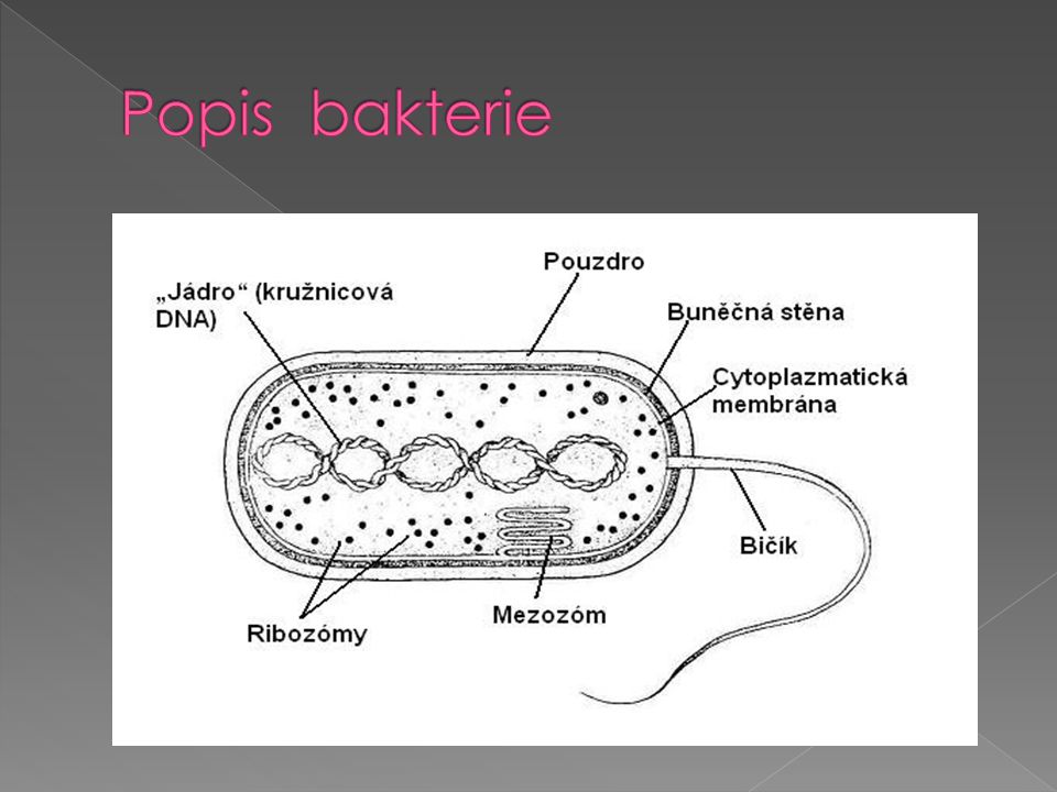Popis bakterie