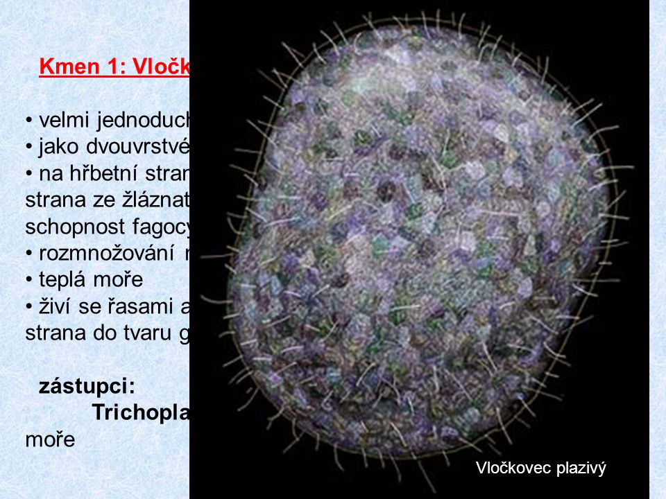 Kmen 1: Vločkovci (Placozoa) velmi jednoduchá tělesná stavba