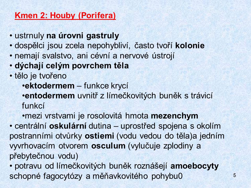 Kmen 2: Houby (Porifera)