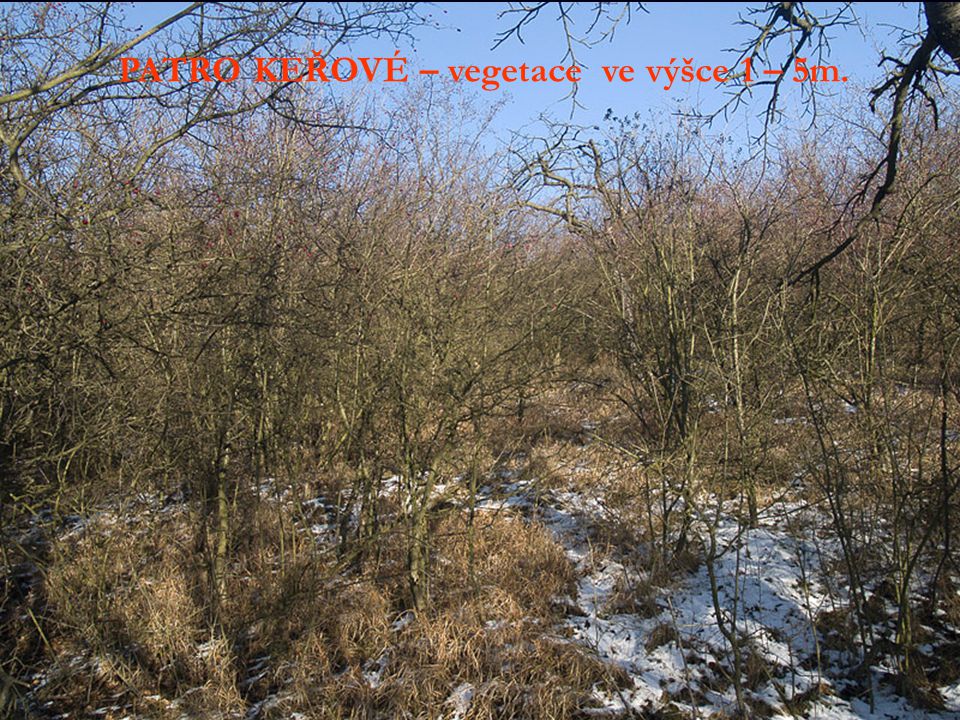 PATRO KEŘOVÉ – vegetace ve výšce 1 – 5m.
