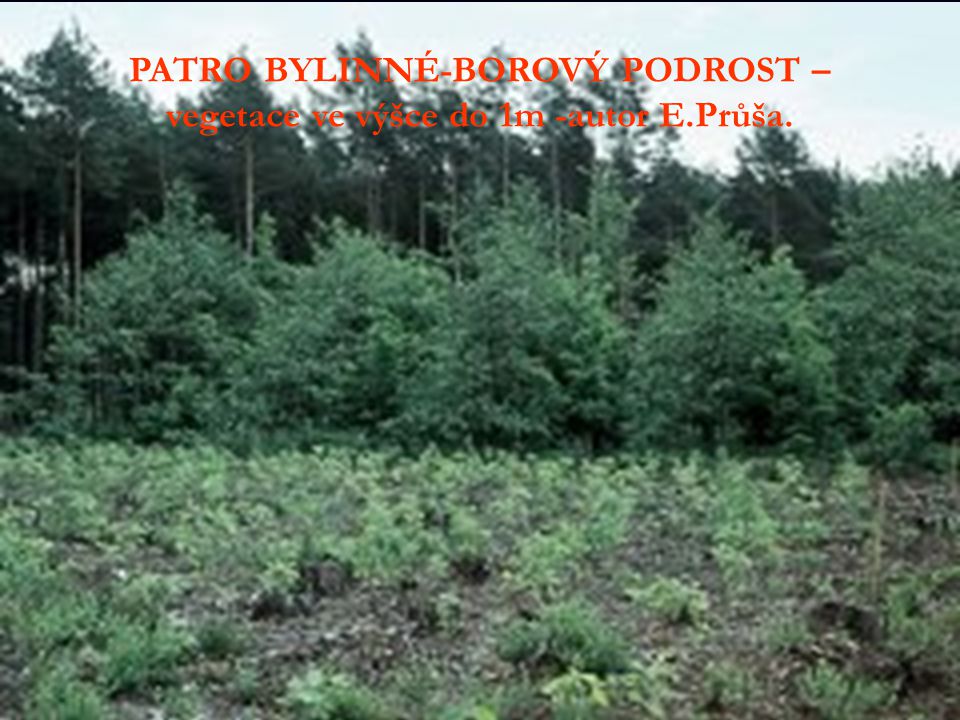 PATRO BYLINNÉ-BOROVÝ PODROST – vegetace ve výšce do 1m -autor E.Průša.