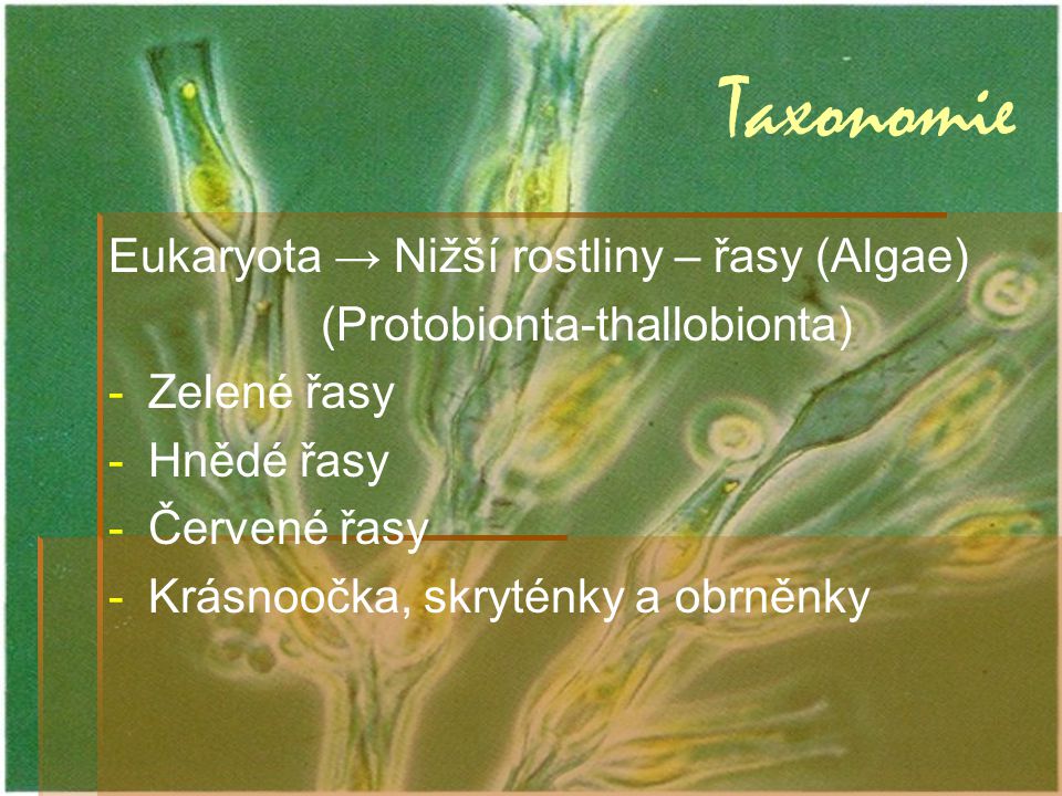 Taxonomie Eukaryota → Nižší rostliny – řasy (Algae)