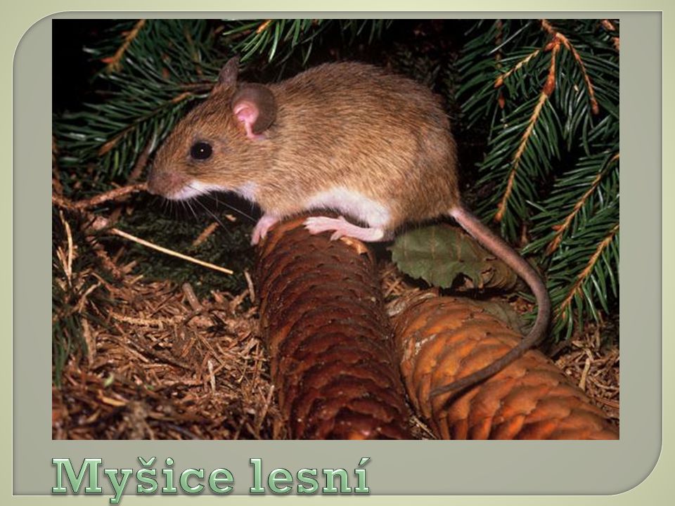 Myšice lesní