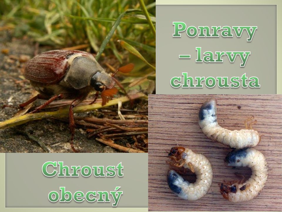 Ponravy – larvy chrousta