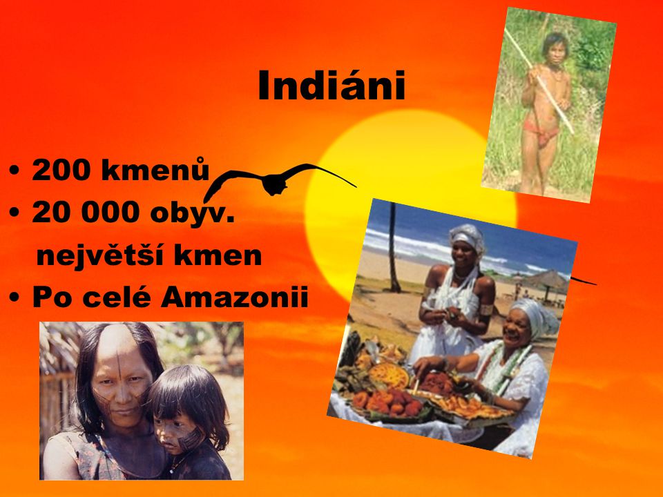 Indiáni 200 kmenů obyv. největší kmen Po celé Amazonii