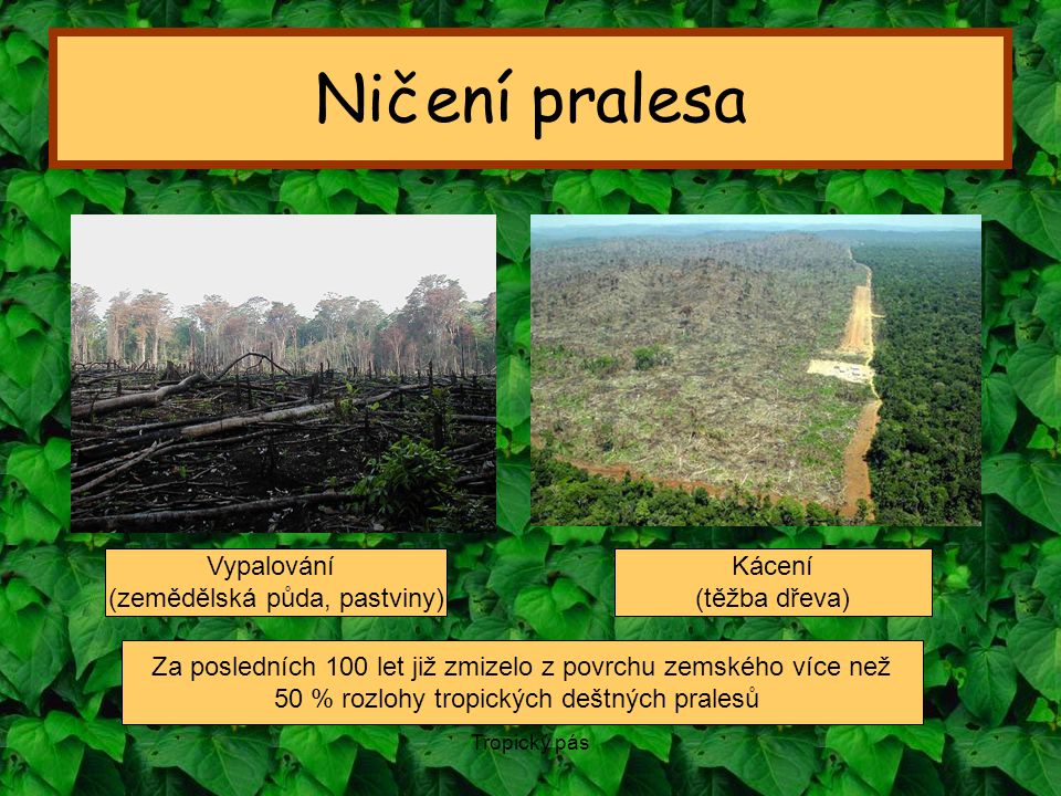 Ničení pralesa Vypalování (zemědělská půda, pastviny) Kácení