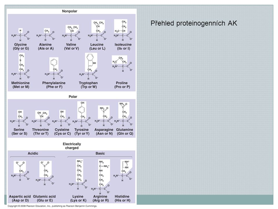 Přehled proteinogenních AK