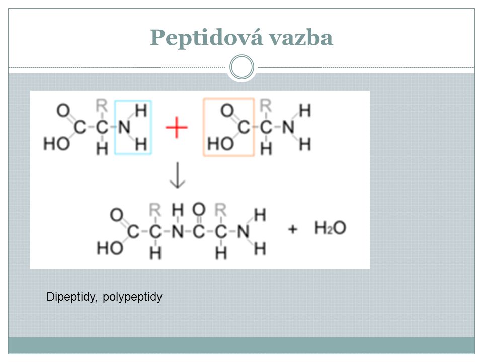 Peptidová vazba Dipeptidy, polypeptidy