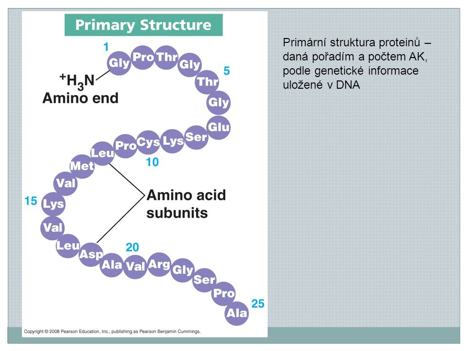 Primární struktura proteinů – daná pořadím a počtem AK, podle genetické informace uložené v DNA