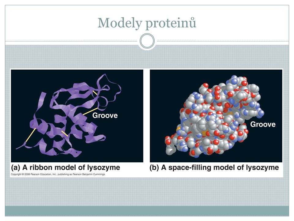 Modely proteinů
