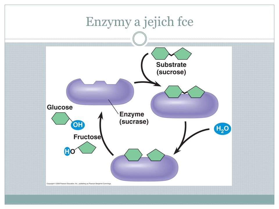 Enzymy a jejich fce