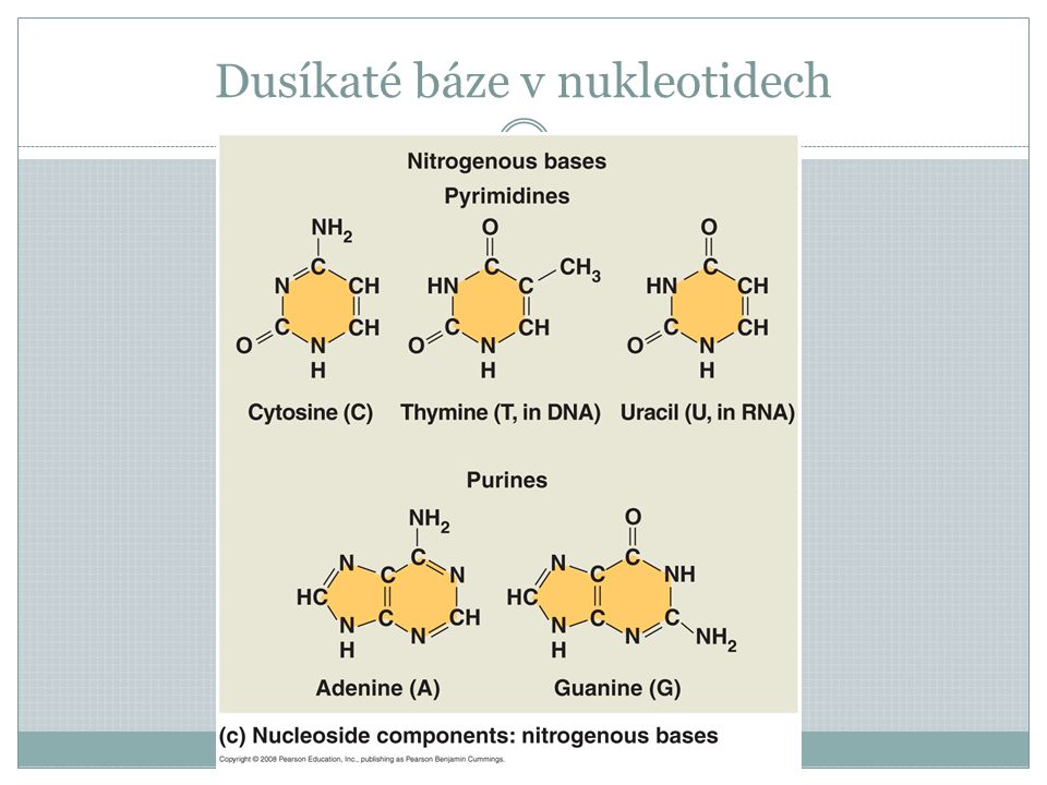 Dusíkaté báze v nukleotidech