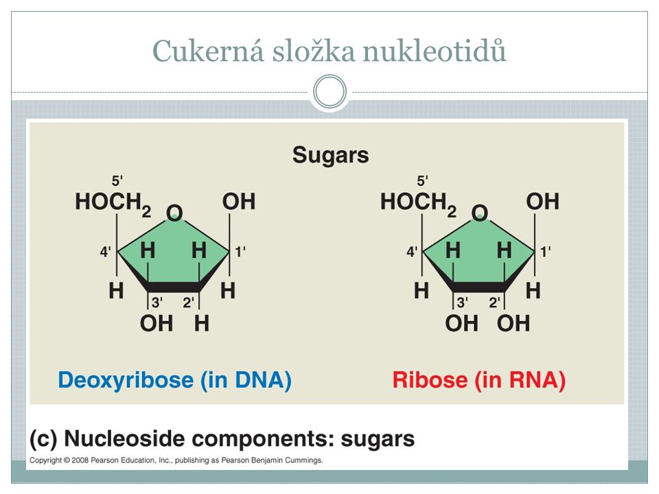 Cukerná složka nukleotidů