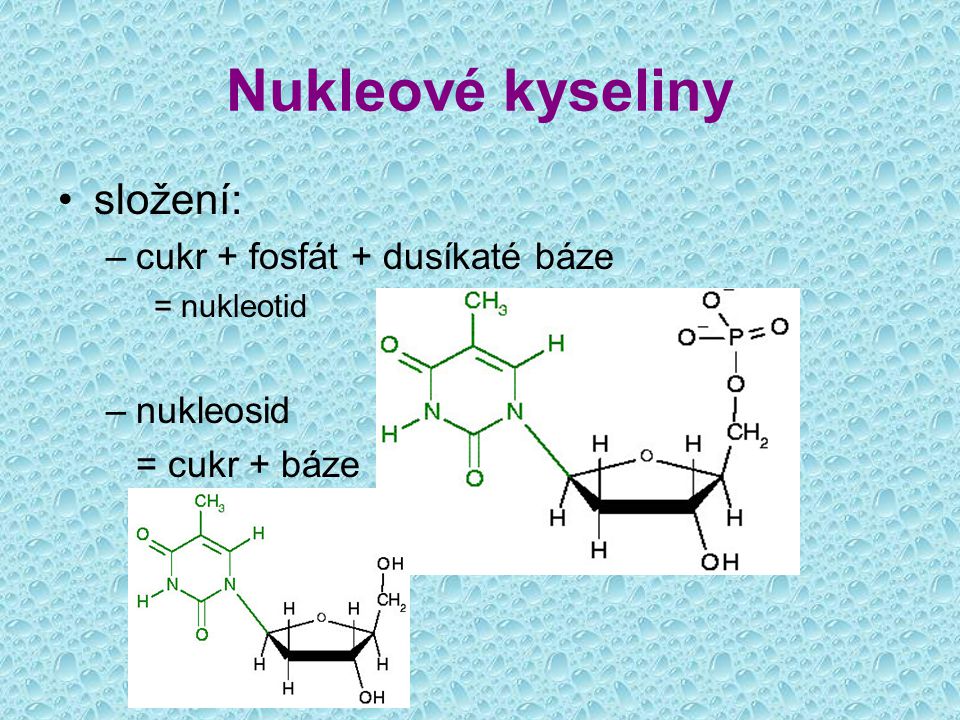 Nukleové kyseliny složení: cukr + fosfát + dusíkaté báze nukleosid