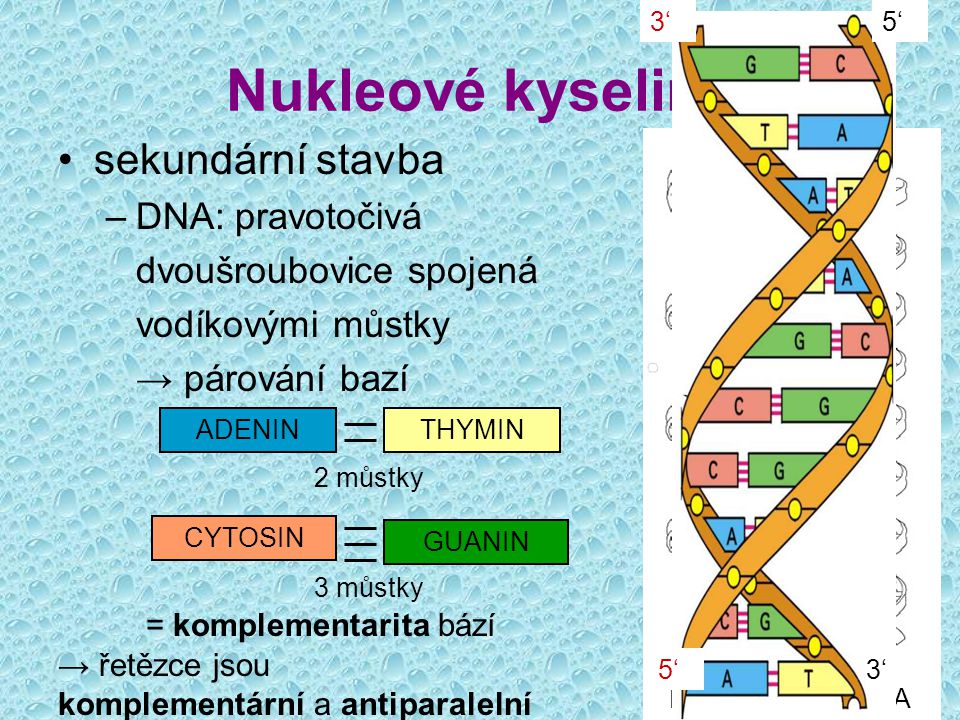Nukleové kyseliny sekundární stavba DNA: pravotočivá