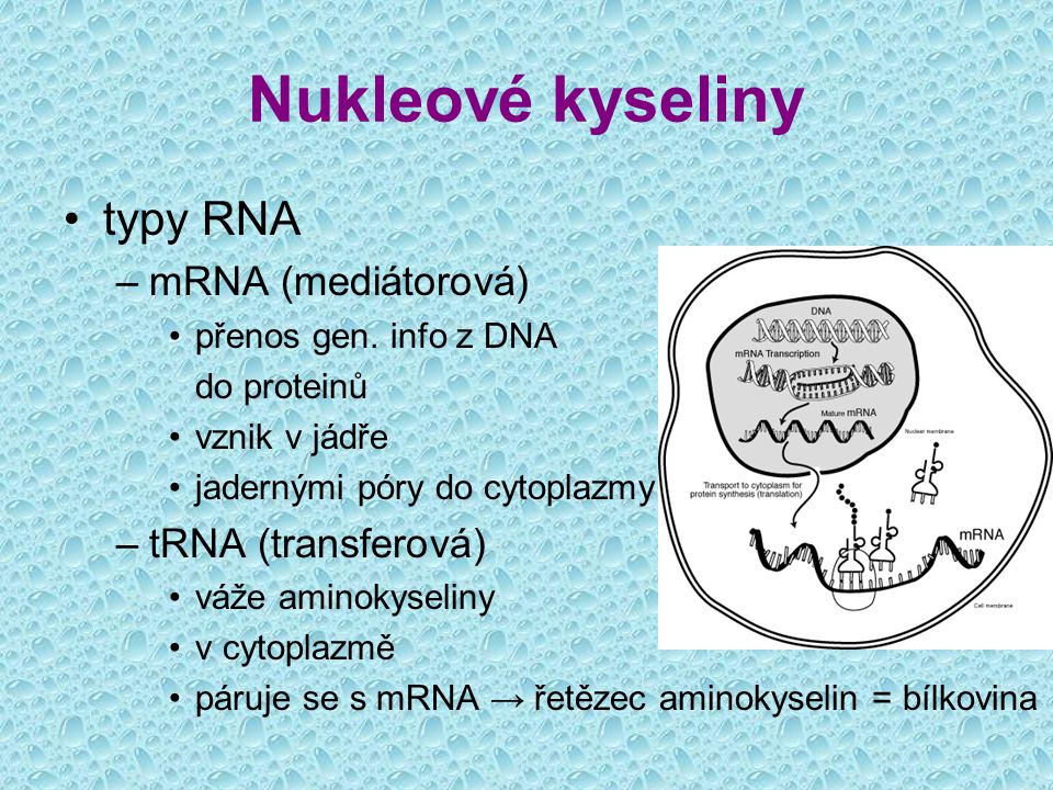 Nukleové kyseliny typy RNA mRNA (mediátorová) tRNA (transferová)