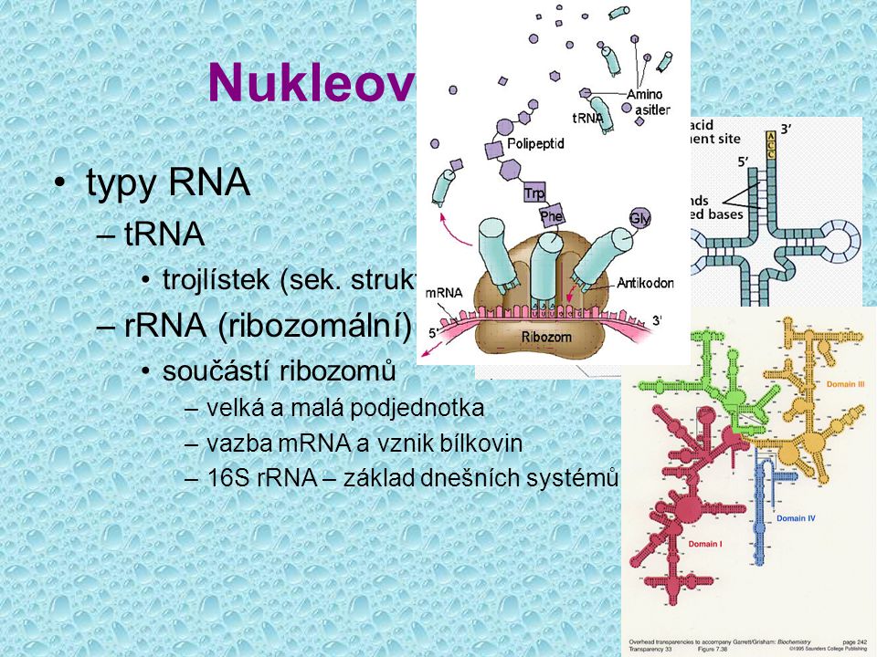 Nukleové kyseliny typy RNA tRNA rRNA (ribozomální)