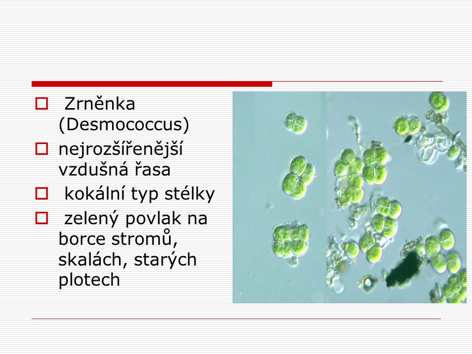 Zrněnka (Desmococcus)