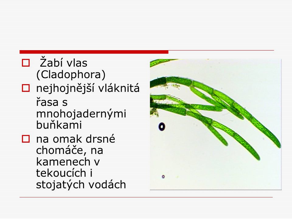 Žabí vlas (Cladophora)