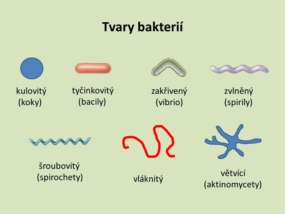 Tvary bakterií kulovitý (koky) tyčinkovitý (bacily) zakřivený (vibrio)