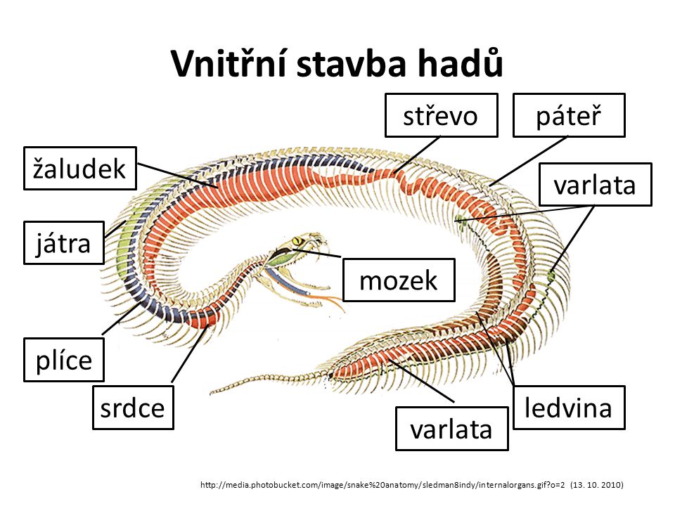 Vnitřní stavba hadů střevo páteř žaludek varlata játra mozek ledvina