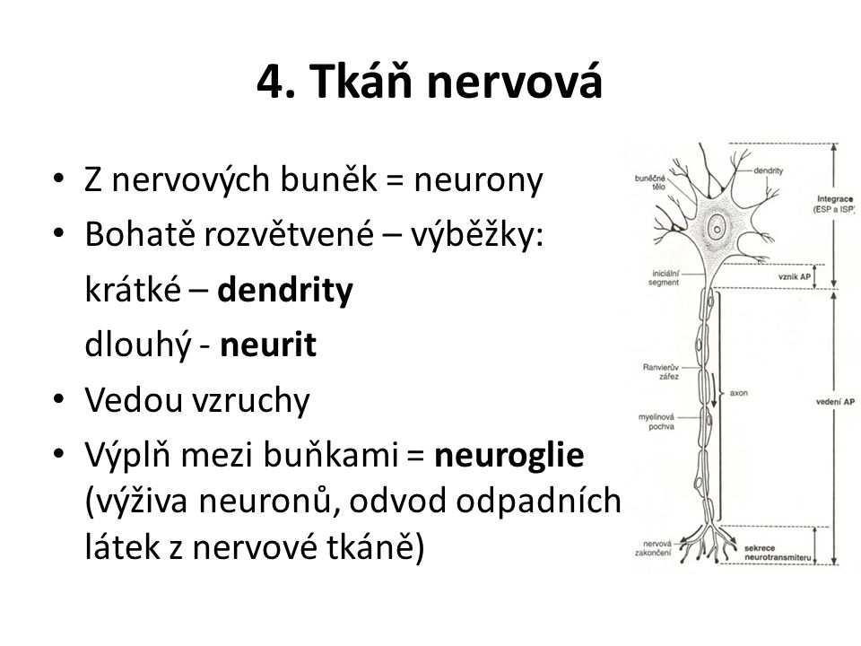 4. Tkáň nervová Z nervových buněk = neurony