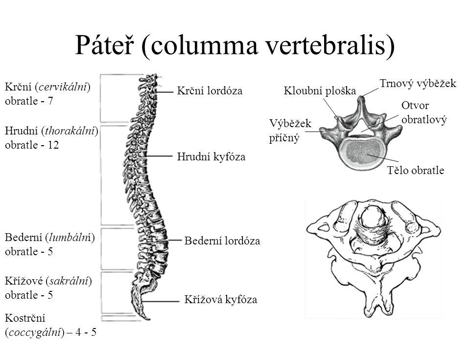Páteř (columma vertebralis)