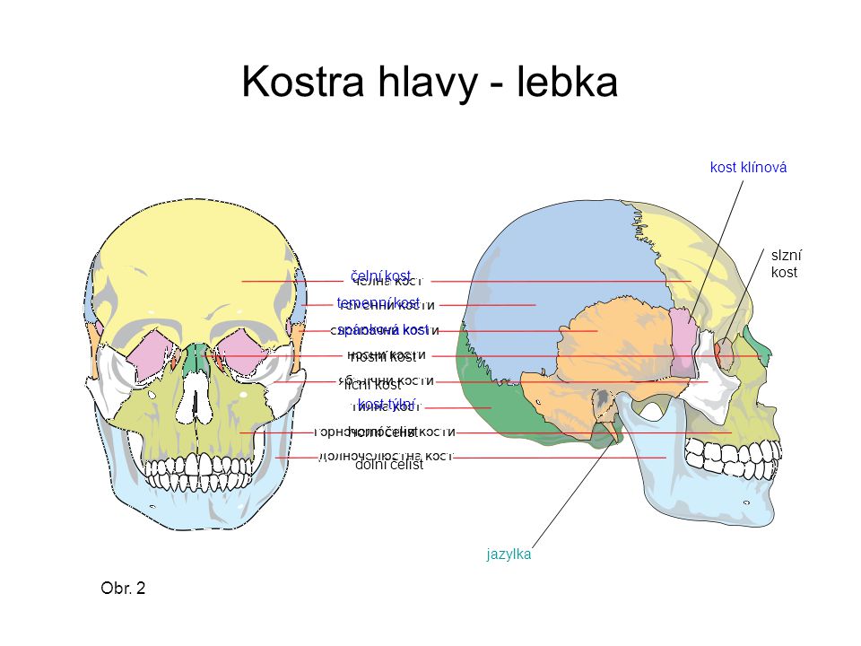 Kostra hlavy - lebka Obr. 2 kost klínová slzní kost čelní kost