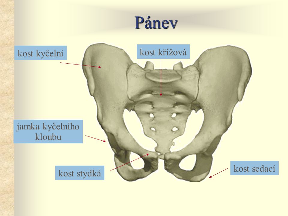 Pánev kost křížová kost kyčelní jamka kyčelního kloubu kost sedací