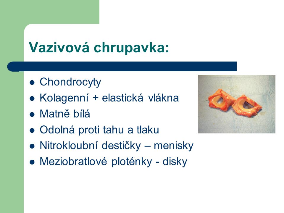 Vazivová chrupavka: Chondrocyty Kolagenní + elastická vlákna