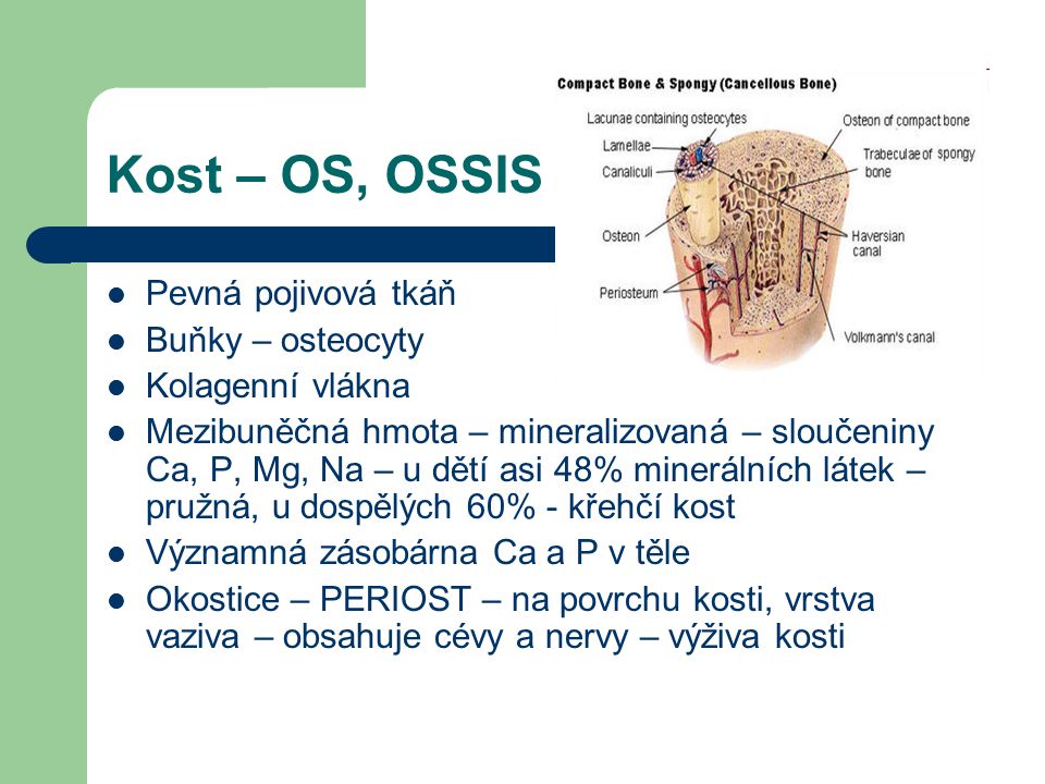 Kost – OS, OSSIS Pevná pojivová tkáň Buňky – osteocyty