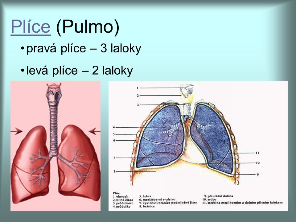 Plíce (Pulmo) pravá plíce – 3 laloky levá plíce – 2 laloky
