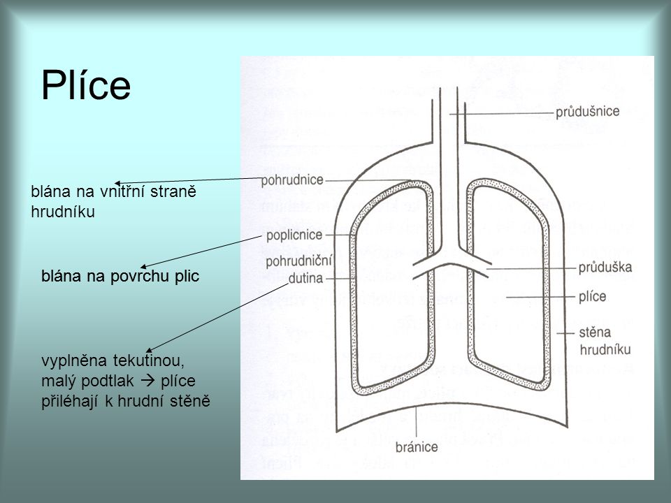 Plíce blána na vnitřní straně hrudníku blána na povrchu plic