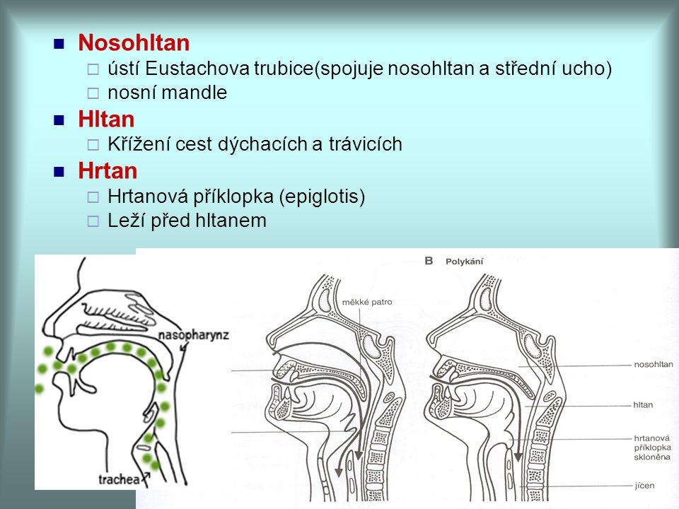 Nosohltan ústí Eustachova trubice(spojuje nosohltan a střední ucho) nosní mandle. Hltan. Křížení cest dýchacích a trávicích.