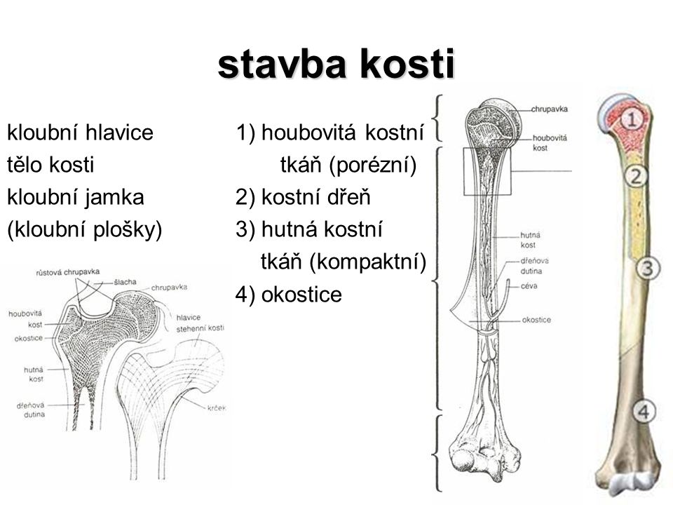stavba kosti kloubní hlavice tělo kosti kloubní jamka (kloubní plošky)