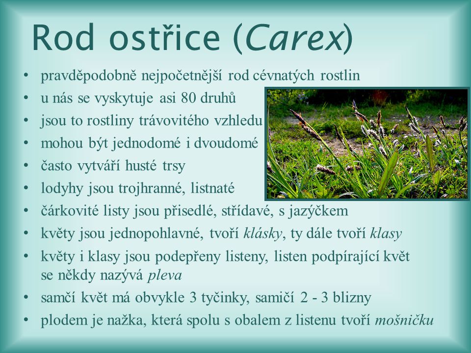 Rod ostřice (Carex) pravděpodobně nejpočetnější rod cévnatých rostlin
