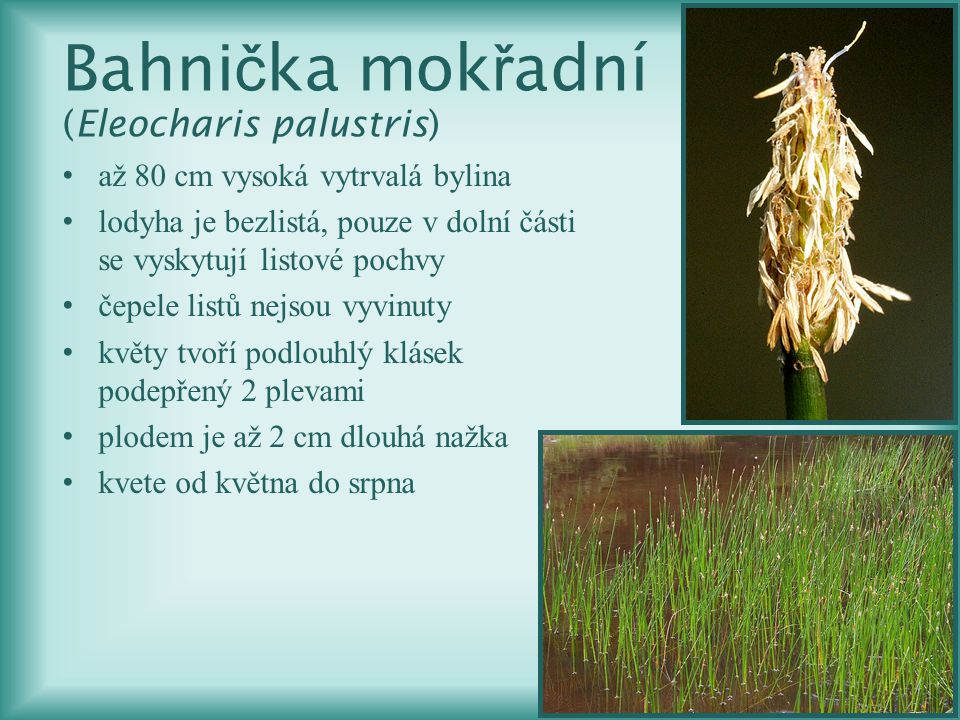 Bahnička mokřadní (Eleocharis palustris)