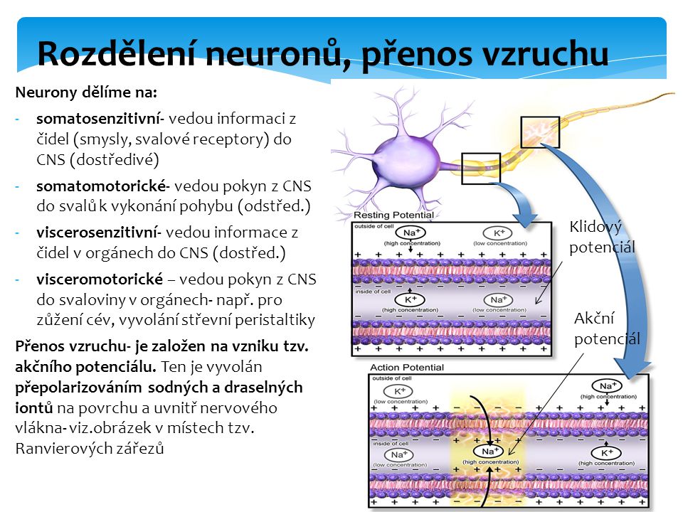 Rozdělení neuronů, přenos vzruchu