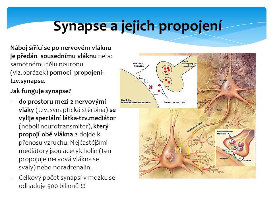 Synapse a jejich propojení