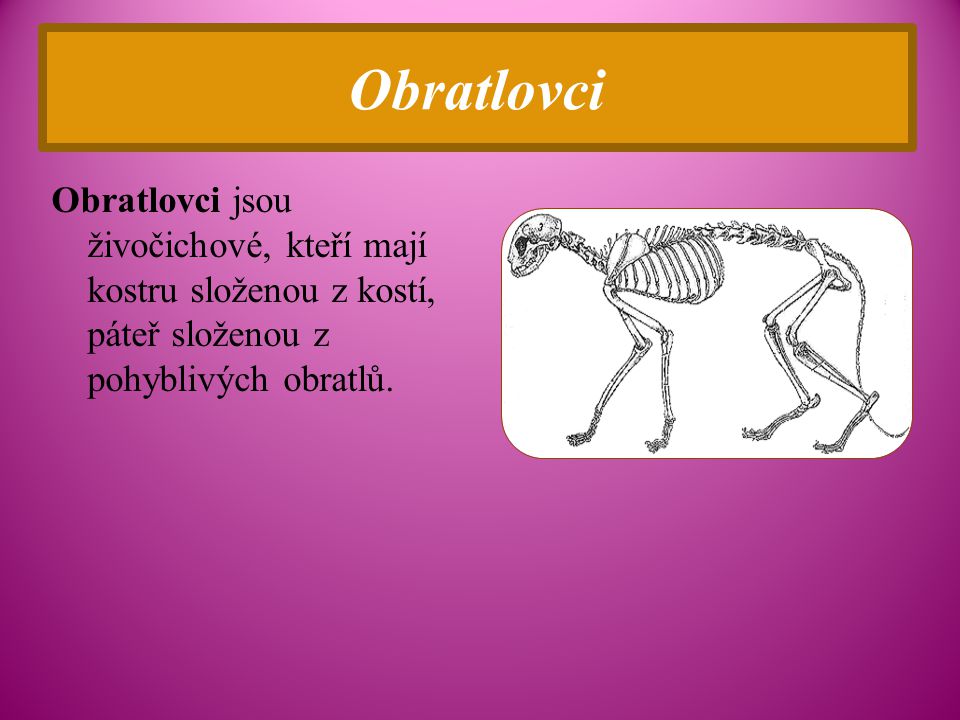 Obratlovci Obratlovci jsou živočichové, kteří mají kostru složenou z kostí, páteř složenou z pohyblivých obratlů.