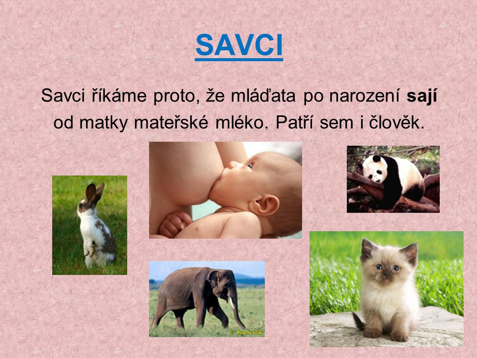 SAVCI Savci říkáme proto, že mláďata po narození sají od matky mateřské mléko. Patří sem i člověk.