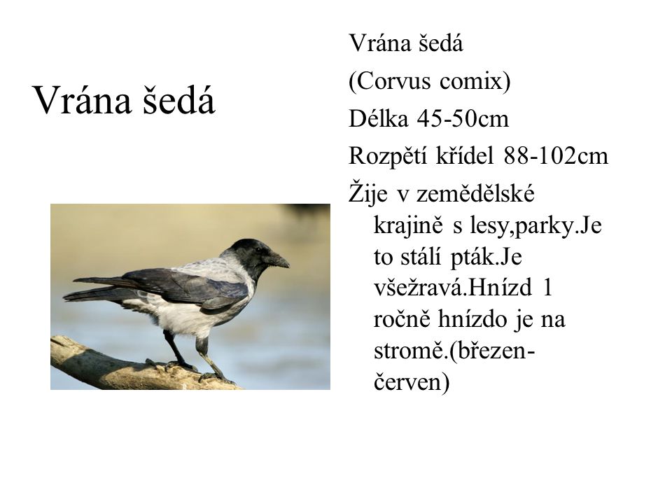 Vrána šedá Vrána šedá (Corvus comix) Délka 45-50cm